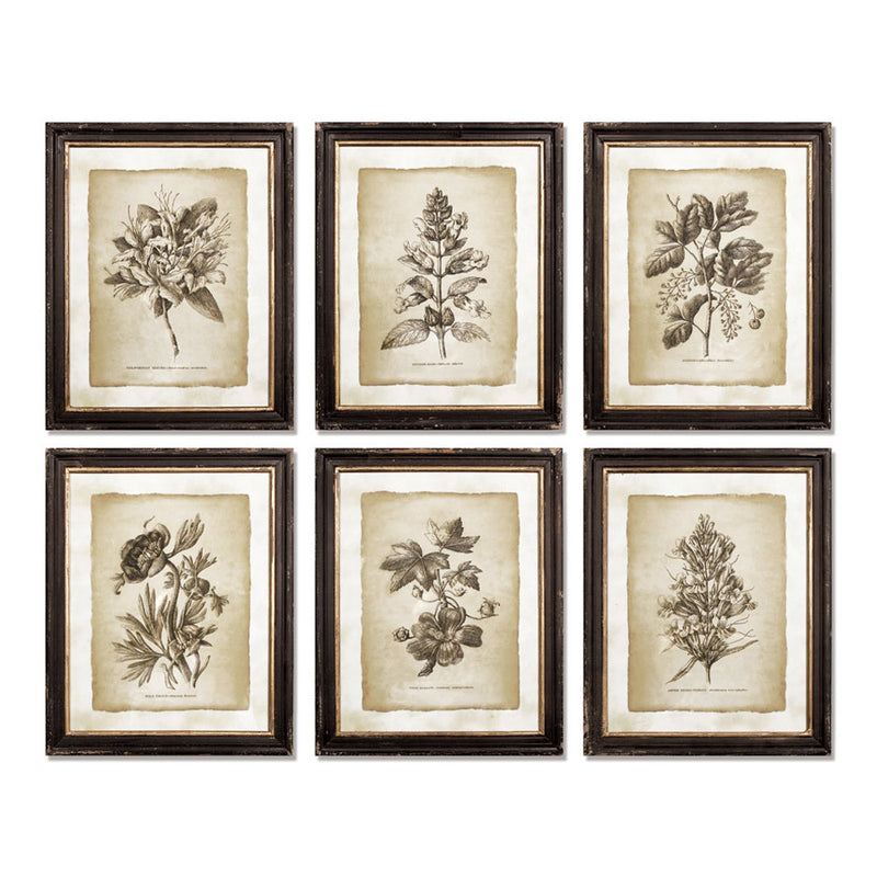 NAPA Home & Garden, FRAMED VINTAGE FLORAL PRINTS, SET OF 6,2269