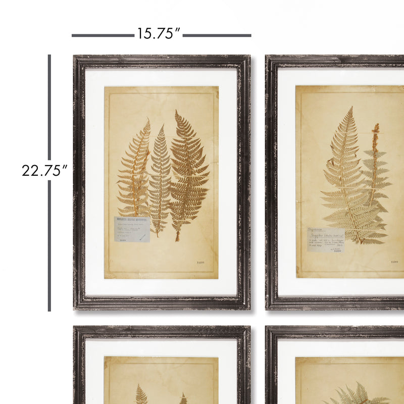 NAPA Home & Garden, FRAMED VINTAGE FERN PRINTS, SET OF 8,2270