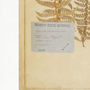 NAPA Home & Garden, FRAMED VINTAGE FERN PRINTS, SET OF 8,2270
