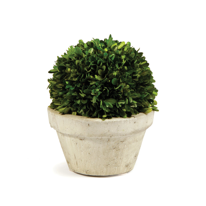 NAPA Home & Garden, BOXWOOD BALL IN POT LARGE,7500PG