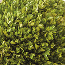 NAPA Home & Garden Boxwood Ball Decor