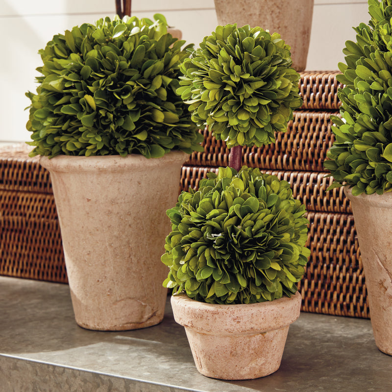 NAPA Home & Garden, BOXWOOD TOPIARIES IN POTS, SET OF 8,7507PG