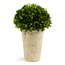 NAPA Home & Garden, BOXWOOD THREE-QUARTER BALL IN POT,7534PG