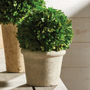 NAPA Home & Garden, BOXWOOD BALL IN POT