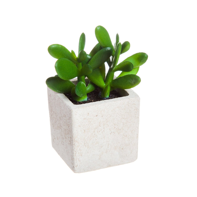 Succulent in Square Pot, 3 ASST,8flp071