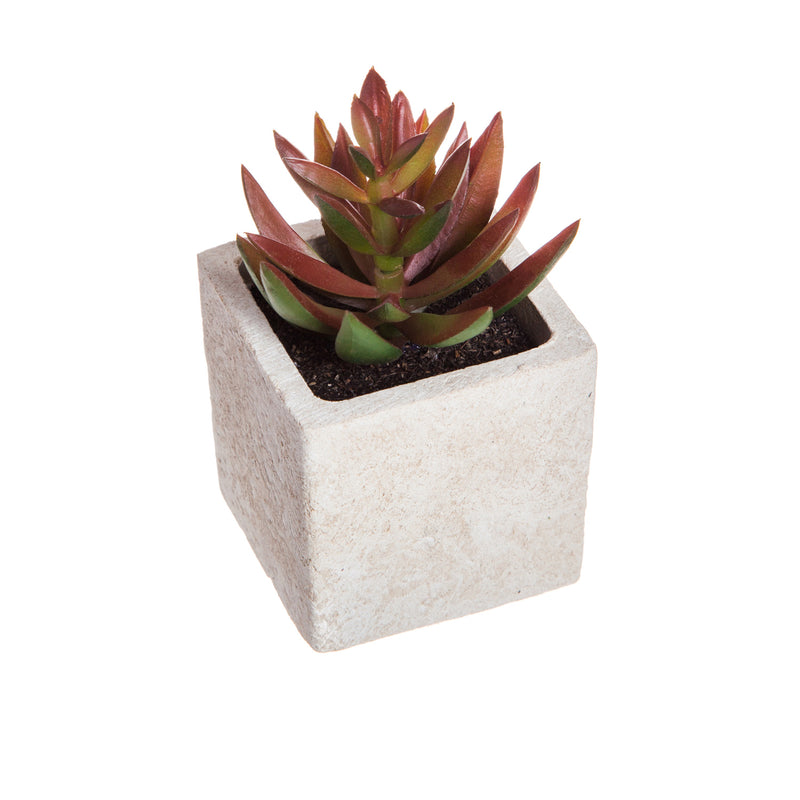 Succulent in Square Pot, 3 ASST,8flp071