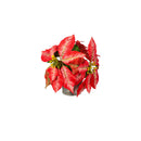 Pink and White Faux Poinsettia in Galvanized Pot, in Wooden Crate,8flp336