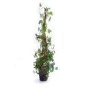 NAPA Home & Garden, Ivy Cone Topiary Potted Plant