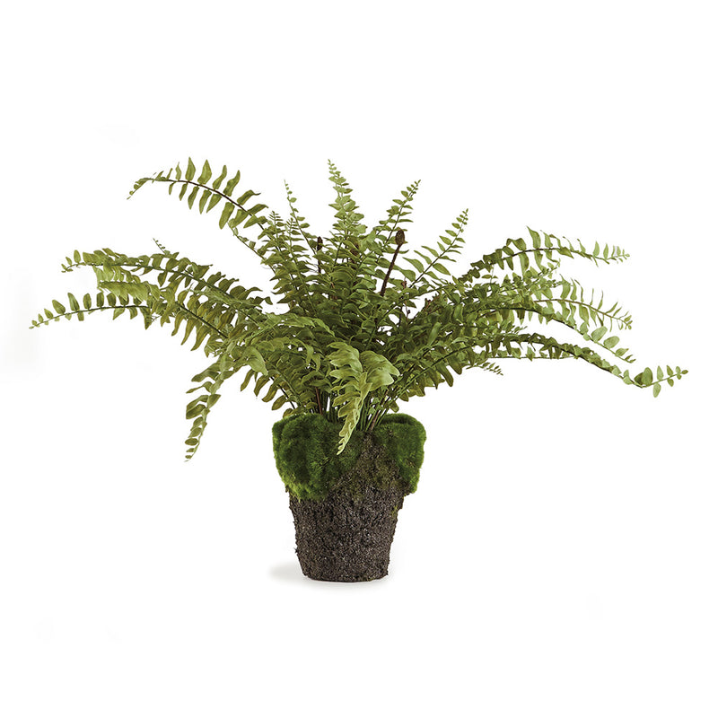 NAPA Home & Garden, BOSTON FERN DROP-IN 16",CC231