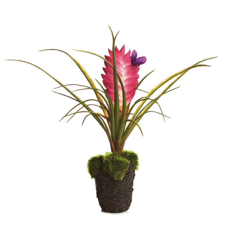 NAPA Home & Garden, TILLANDSIA DROP-IN 8.5",CC233