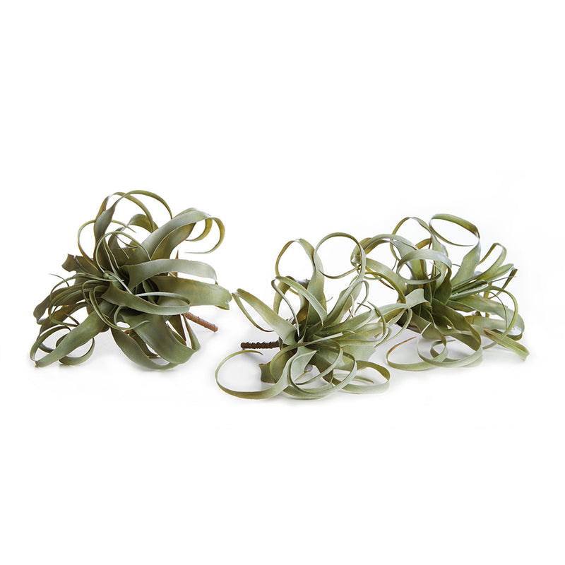 NAPA Home & Garden, TILLANDSIA, SET OF 3,CC234