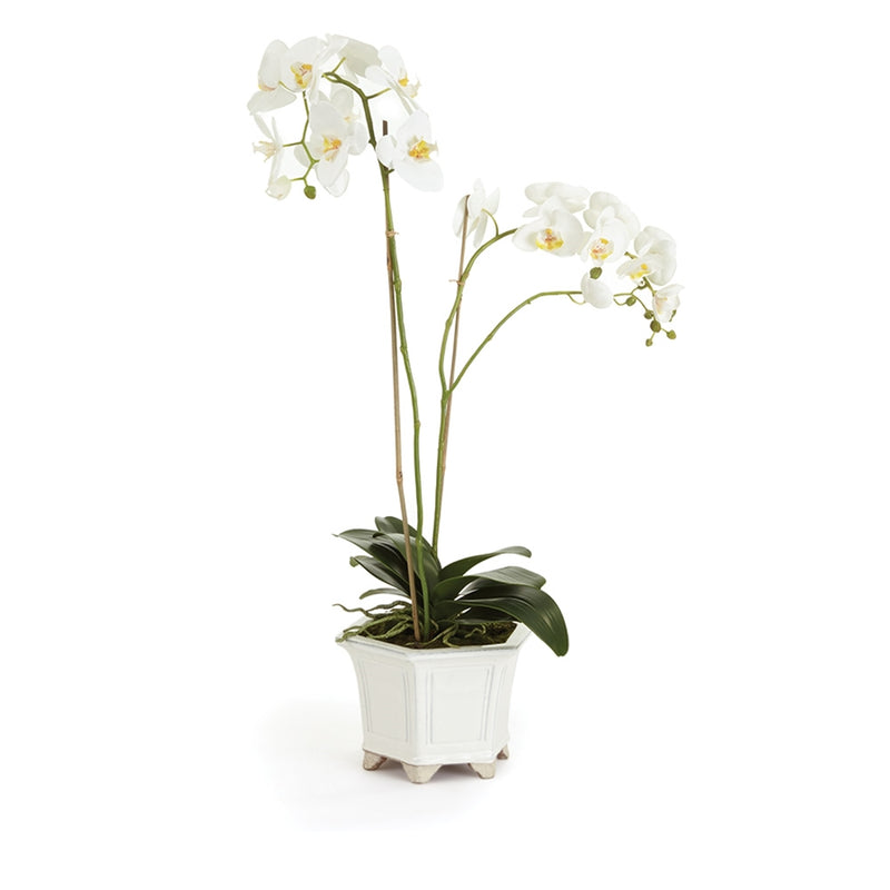 Napa Home Garden, BB PHALAENOPSIS 31" IN CERAMIC POT,cc250