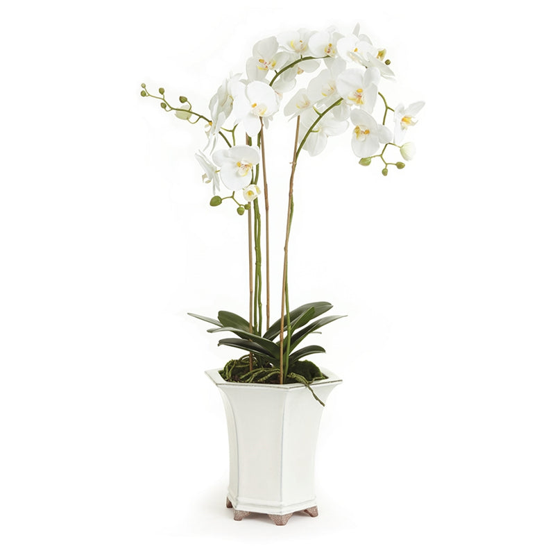 Napa Home Garden, BB PHALAENOPSIS 36" IN CERAMIC POT,cc252