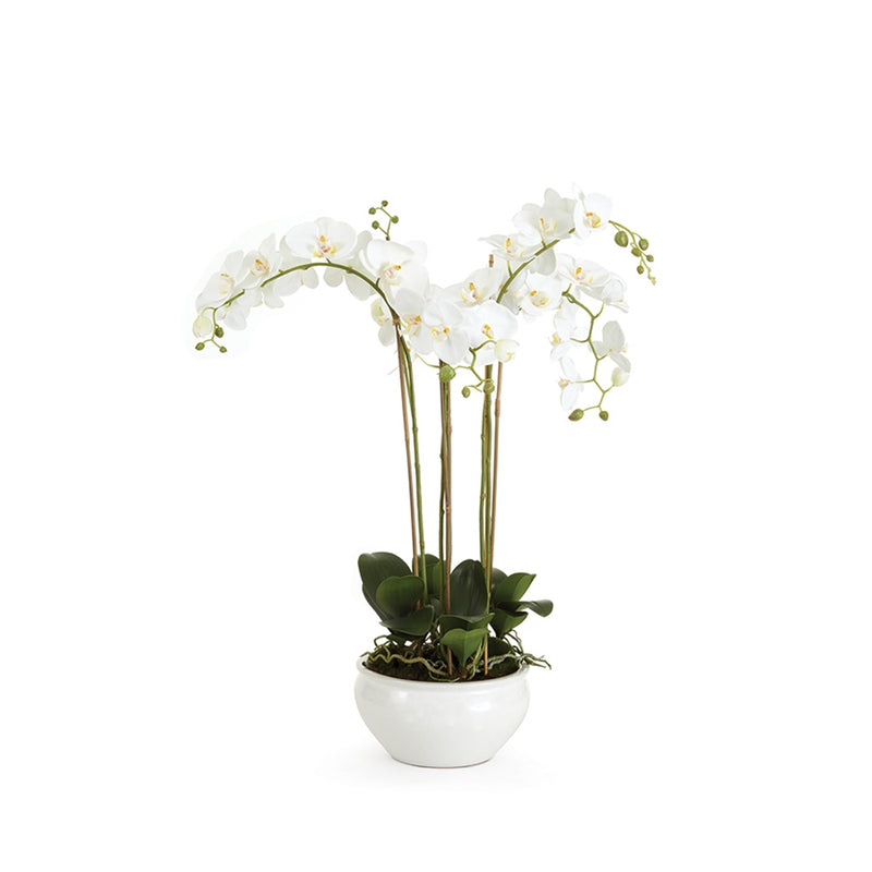 Napa Home Garden, BB PHALAENOPSIS 30" IN CERAMIC BOWL,cc253