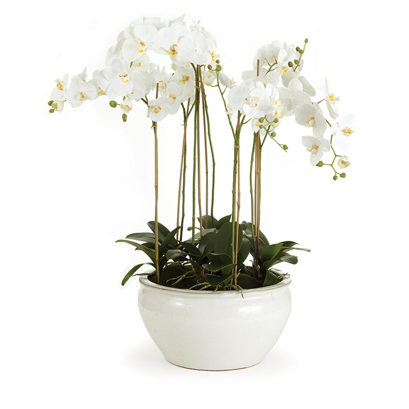 Napa Home Garden, BB PHALAENOPSIS 36" IN CERAMIC BOWL,cc254