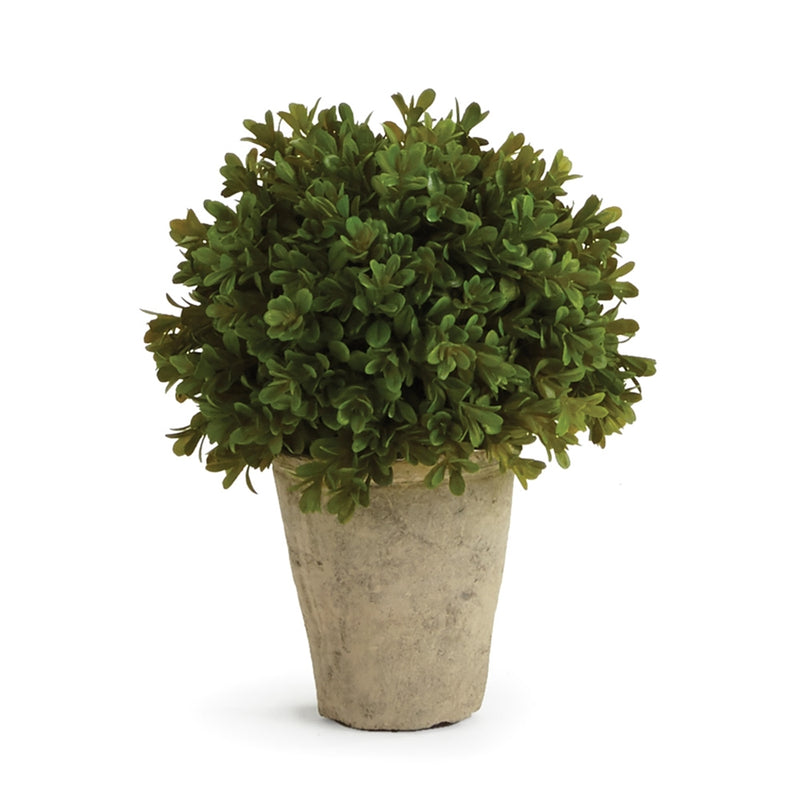 Napa Home Garden, BB FAUX BOXWOOD 9" SHRUB POTTED,cc260