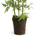 NAPA Home & Garden, DELPHINIUM DROP-IN 53",CC301