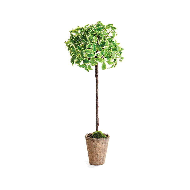 Napa Home Garden, EUONYMOUS TOPIARY 23",cc312