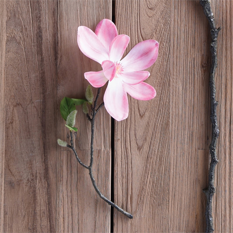 Napa Home Garden, JAPANESE MAGNOLIA CUTTING 16",cc320