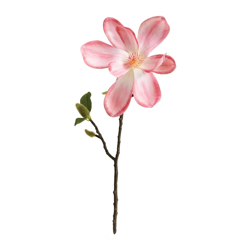 Napa Home Garden, JAPANESE MAGNOLIA CUTTING 16",cc320