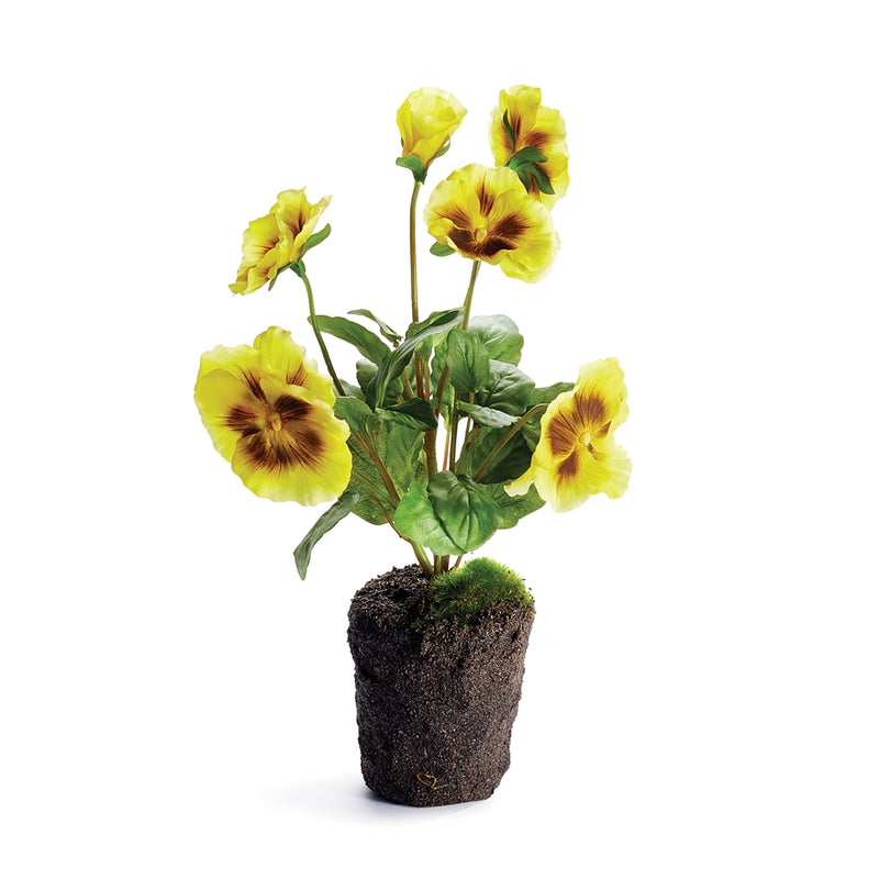 Napa Home Garden, PANSY DROP-IN 11.5" YELLOW,cc334yl