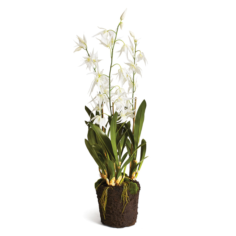 NAPA Home & Garden, SPIDER ORCHID DROP-IN 44",CC335