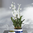 NAPA Home & Garden, SPIDER ORCHID DROP-IN 44",CC335