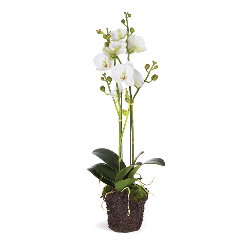 NAPA Home & Garden, PHALAENOPSIS X 2 DROP-IN 23",CC336