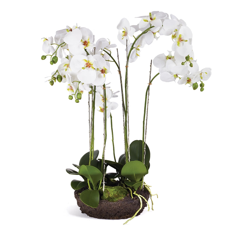 Napa Home Garden, PHALAENOPSIS BOWL DROP-IN 31.5",cc337