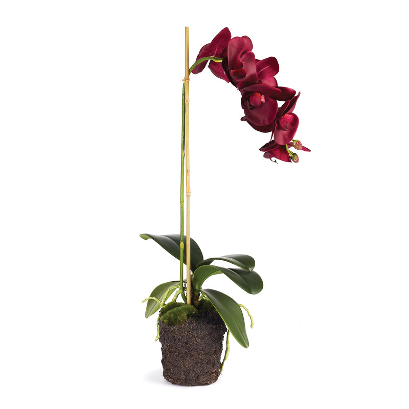 NAPA Home & Garden, PHALAENOPSIS DROP-IN 25",CC340