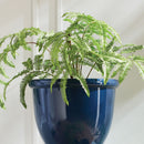 NAPA Home & Garden, FOREST FERN DROP-IN 29.5",CC347