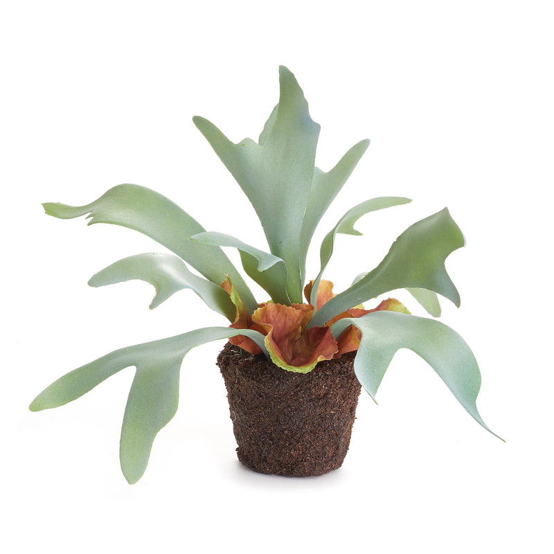 NAPA Home & Garden, STAGHORN FERN DROP-IN 9",CC351