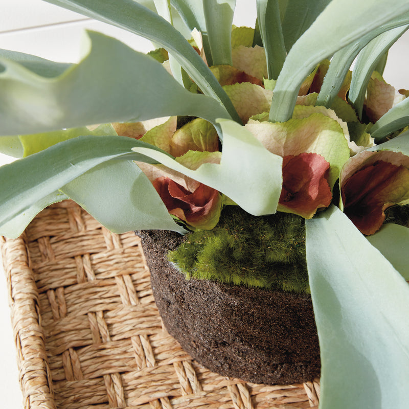 NAPA Home & Garden, STAGHORN FERN DROP-IN 21",CC352