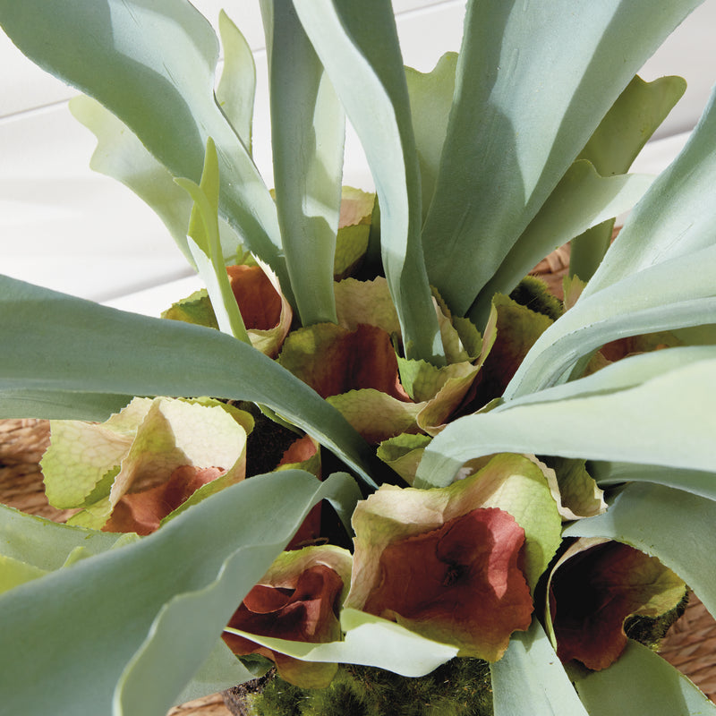 NAPA Home & Garden, STAGHORN FERN DROP-IN 21",CC352