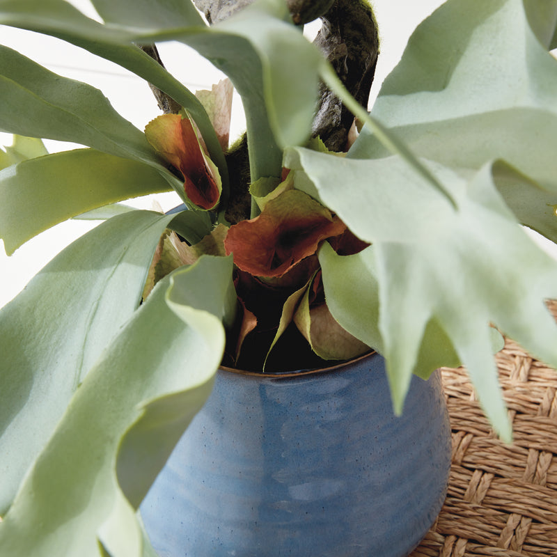 NAPA Home & Garden, STAGHORN FERN DROP-IN 22",CC353