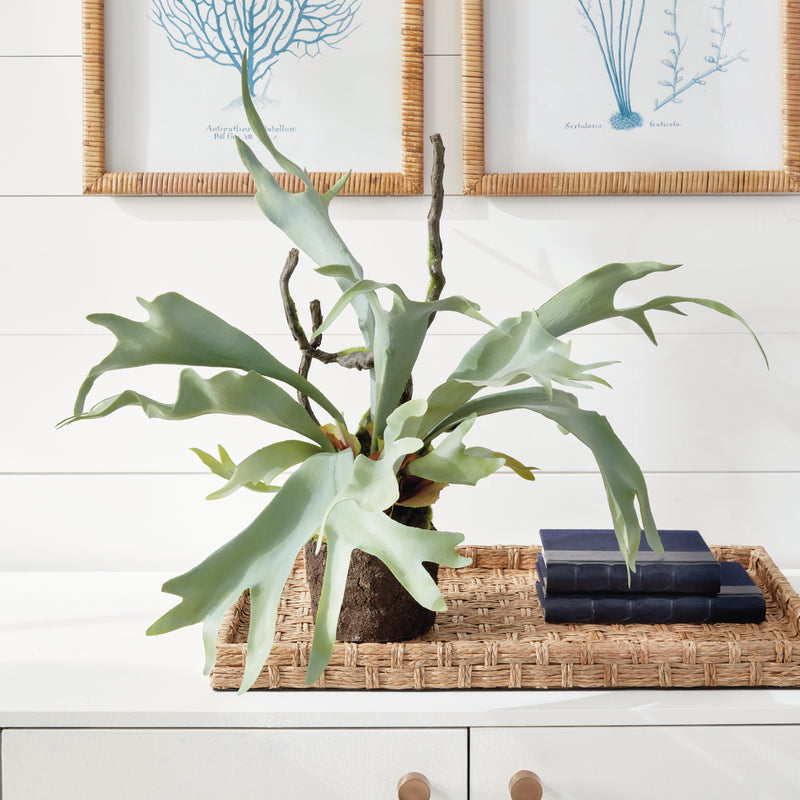 NAPA Home & Garden, STAGHORN FERN DROP-IN 22",CC353