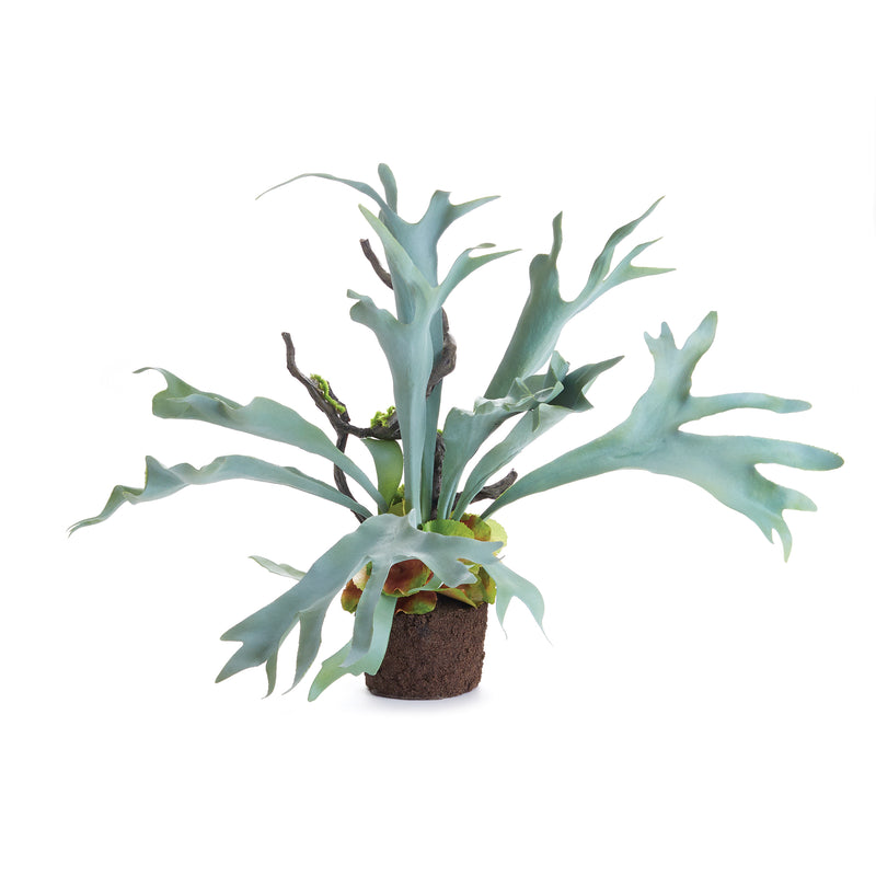 NAPA Home & Garden, STAGHORN FERN DROP-IN 22",CC353