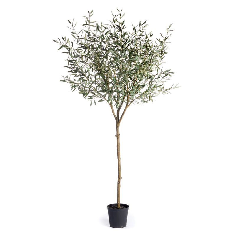 NAPA Home & Garden, OLIVE TREE DROP-IN 96",CC411