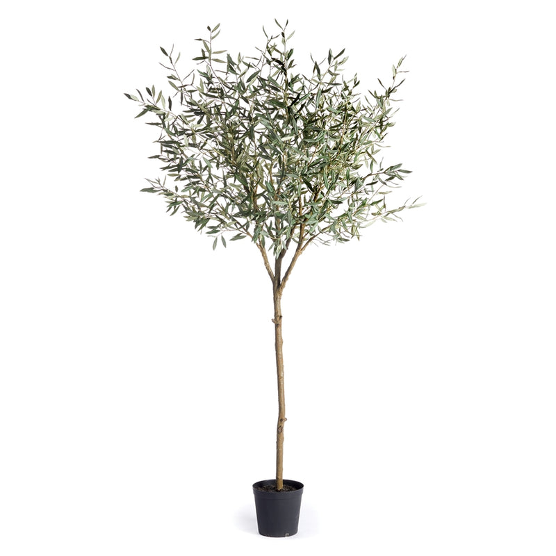 Napa Home Garden, OLIVE TREE DROP-IN 96",cc411