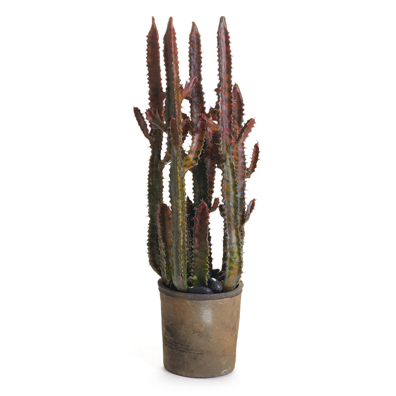 Napa Home Garden, SPURGE CACTUS POTTED 27",cc418