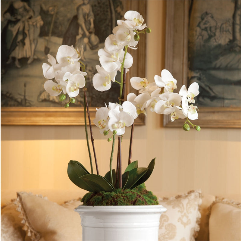 Napa Home Garden, CC 30" PHALAENOPSIS DROP-IN,di1200