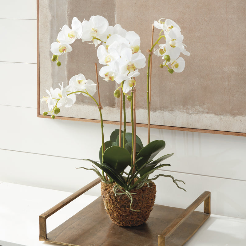 NAPA Home & Garden, PHALAENOPSIS ORCHID DROP-IN 30",DI1200