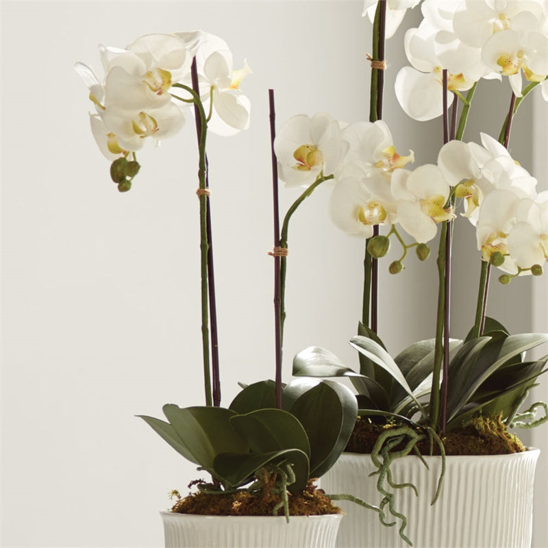 Napa Home Garden, CC 23" PHALAENOPSIS DROP-IN,di1201