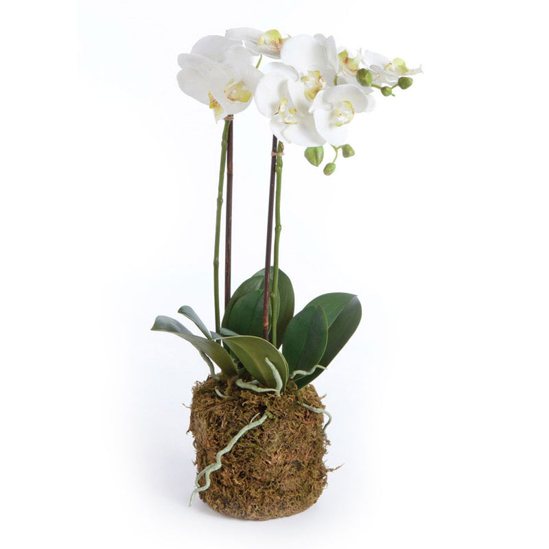 NAPA Home & Garden, PHALAENOPSIS ORCHID DROP-IN 23",DI1201