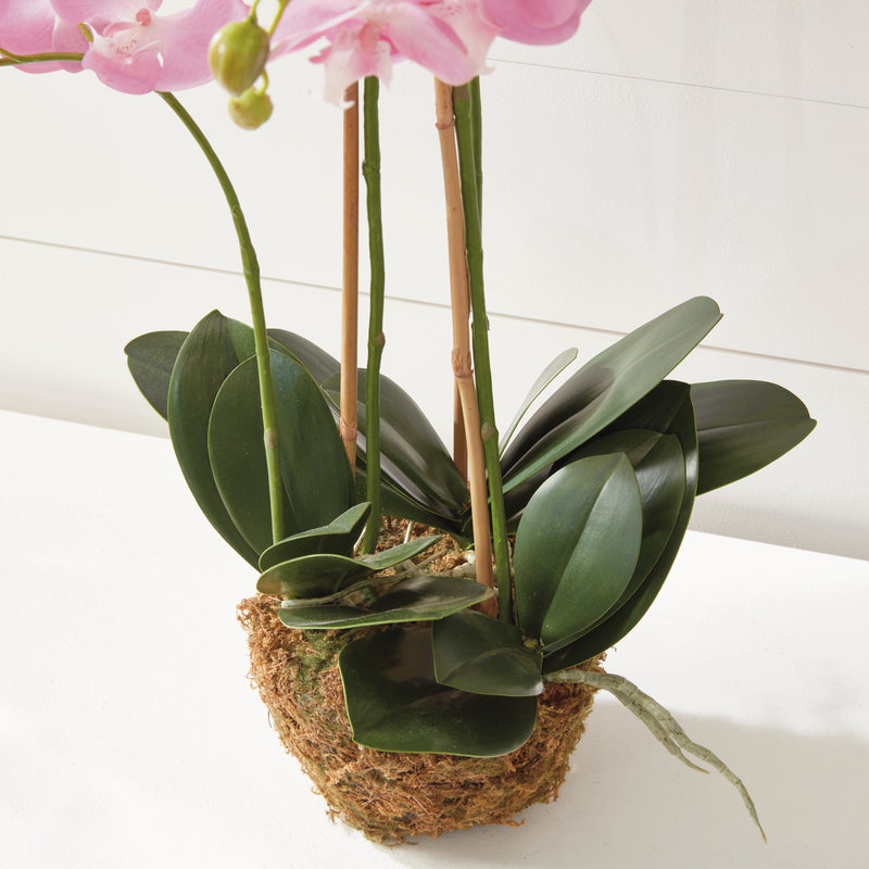 NAPA Home & Garden, PHALAENOPSIS ORCHID DROP-IN 30",DI1202P