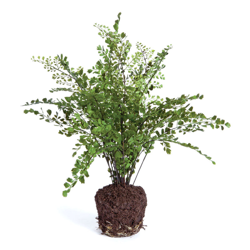 NAPA Home & Garden, MAIDENHAIR DROP-IN 18",DI1206