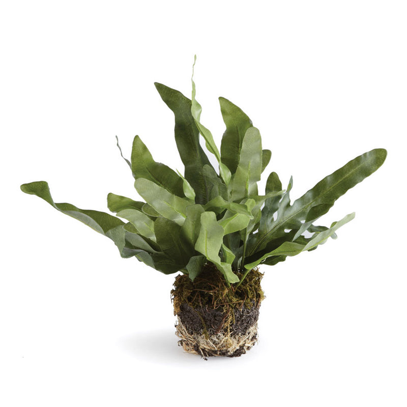 NAPA Home & Garden, ECHEVERIA FERN DROP-IN 8.5",DI1211