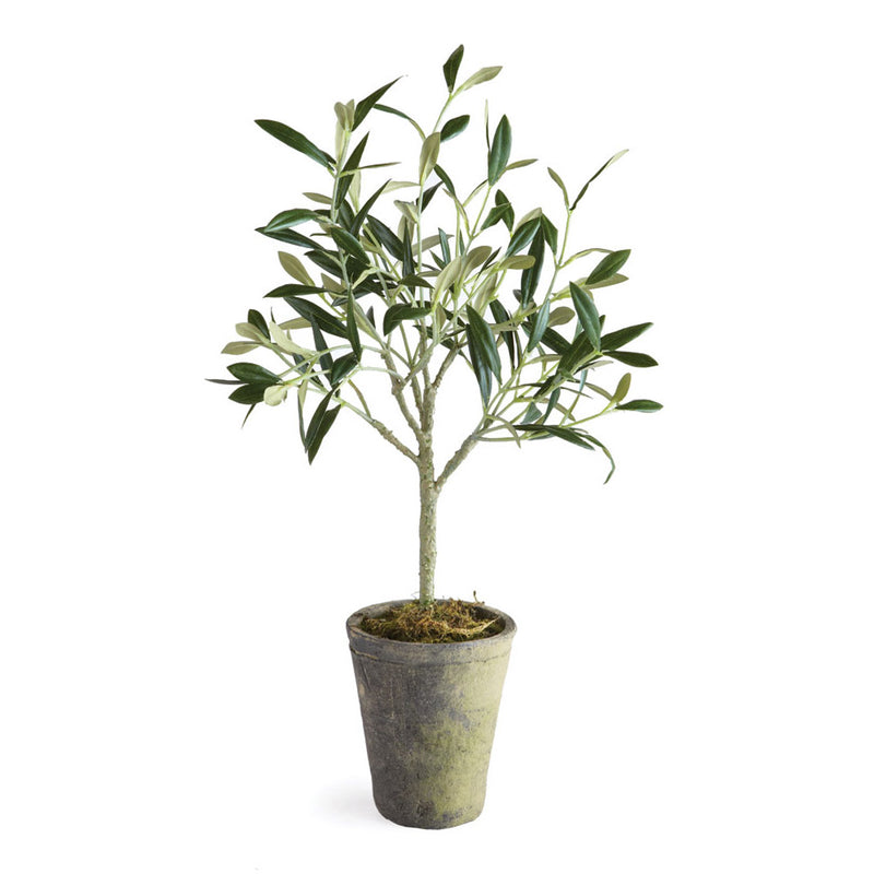 NAPA Home & Garden, OLIVE TREE POTTED 17",DI1214