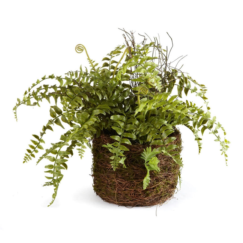 Napa Home Garden, CC 12" BOSTON FERN RUSTIC DROP IN,di1217