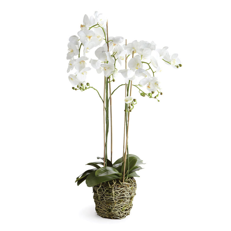 NAPA Home & Garden, PHALAENOPSIS ORCHID DROP-IN 44",DI1222